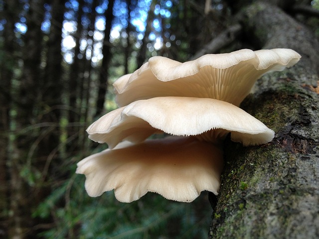 houby na stromě