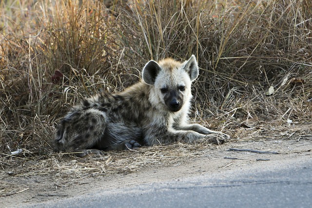 hyena u silnice