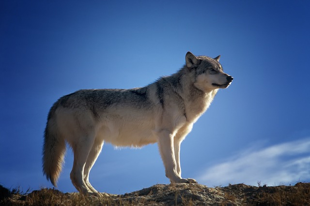 osamnělý vlk
